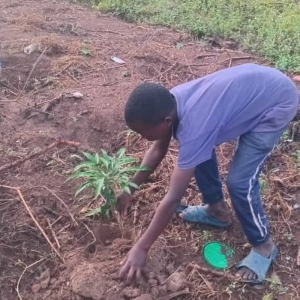 Children for a Greener Uganda